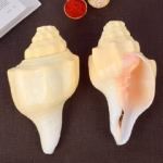 Debadutta Shankh (Turbinella Pyrum) – Sacred Symbol of Peace, Purity & Divine Energy - Image 2