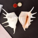 Panchmukhi Shankh (Lambis) – Divine Power, Protection & Energy Balance - Image 3